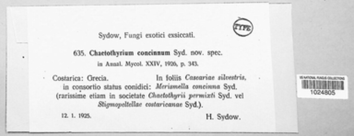 Chaetothyrium concinnum image
